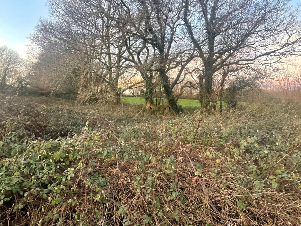 Lot: 15 - FREEHOLD LAND AND ROAD - Overgrown land